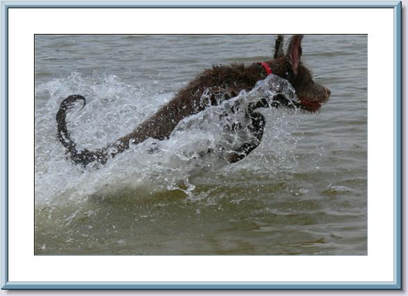 Labradoodle puppies, Labradoodle Puppies for sale, Labradoodle puppy breeder