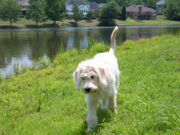 Labradoodle puppies, Labradoodle Puppies for sale, Labradoodle puppy breeder